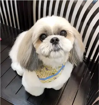 マルチーズの画像